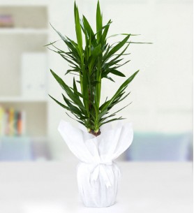 Yucca Drasena Saksı Çiçeği