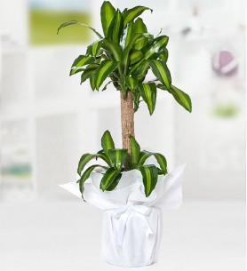 Yucca Massengena