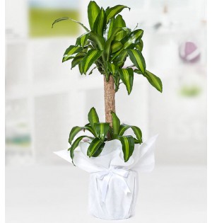 Yucca Massengena