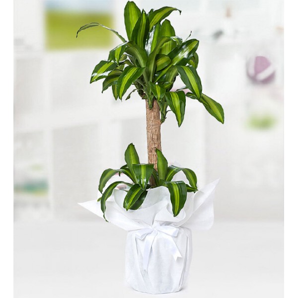 Yucca Massengena