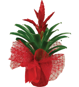 Guzmanya